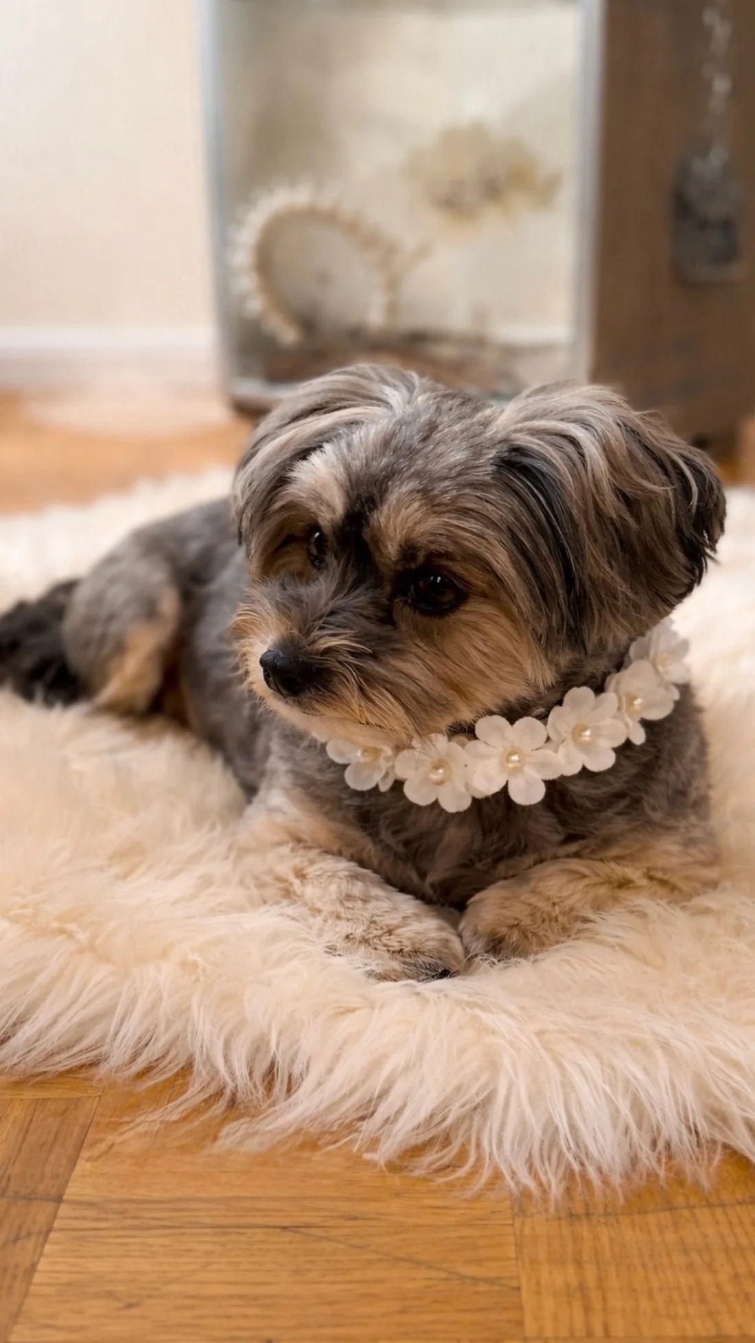 Kleiner Hund auf einem hellen Fell mit einem Halsband aus weißen Blüten und Perlen